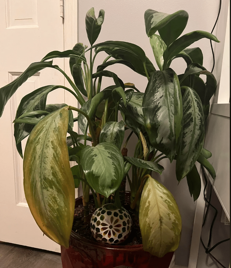 Silver bay chinese evergreen leaves Yellowing